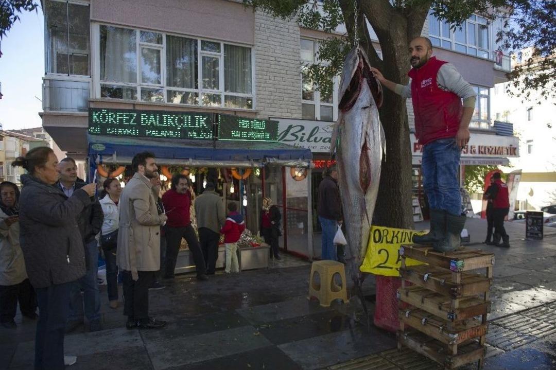 Ankaralılar 391 Kiloluk Orkinosa Yoğun İlgi G&ouml;sterdi