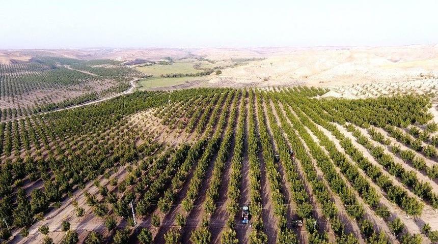 Türkiye’nin En Büyük Ceviz Bahçesinde Hasat Mevsimi