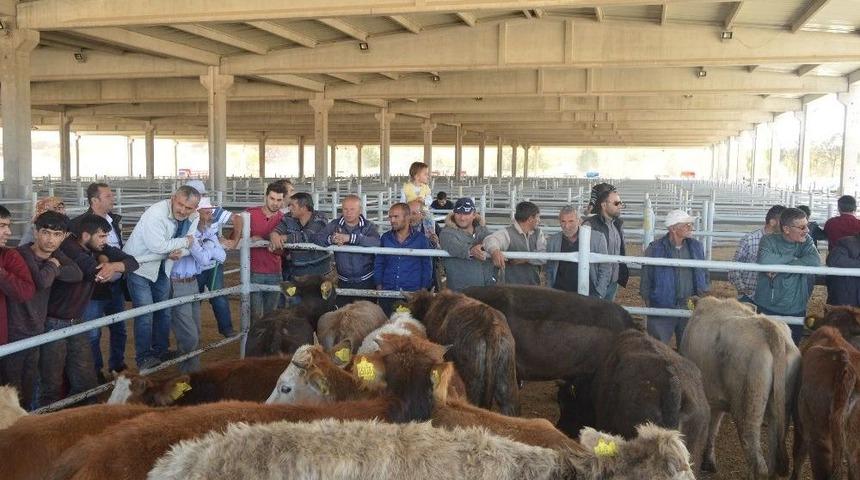 Gen&ccedil; &Ccedil;ift&ccedil;ilere B&uuml;y&uuml;kbaş Hayvan Desteği