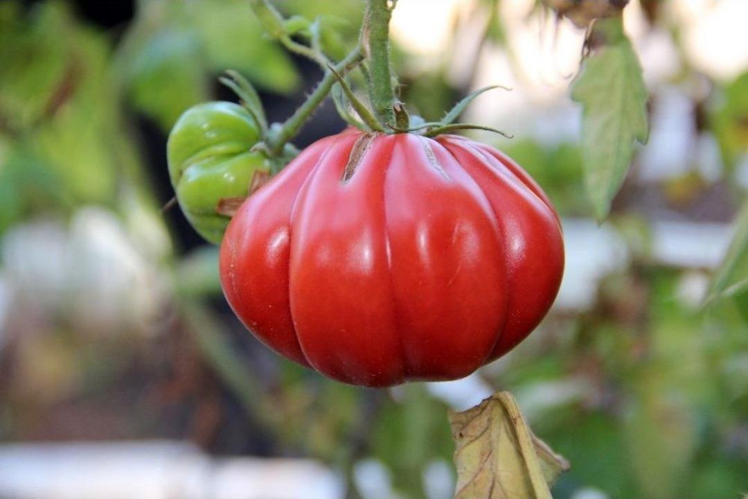 (&ouml;zel Haber) &Ccedil;ocukluğundaki Lezzetin Peşine D&uuml;şt&uuml;, Y&uuml;zlerce Tohum &Uuml;retti