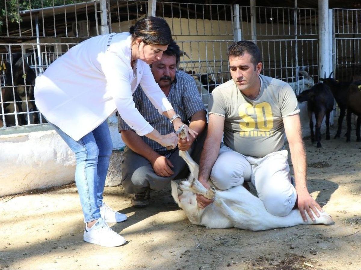 Ke&ccedil;ilere Pedik&uuml;r