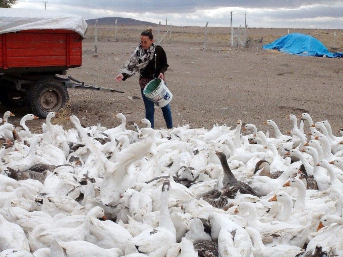 İşsizdi, K&ouml;yde Kurduğu Kaz Tesisiyle Kendi İşinin Patronu Oldu