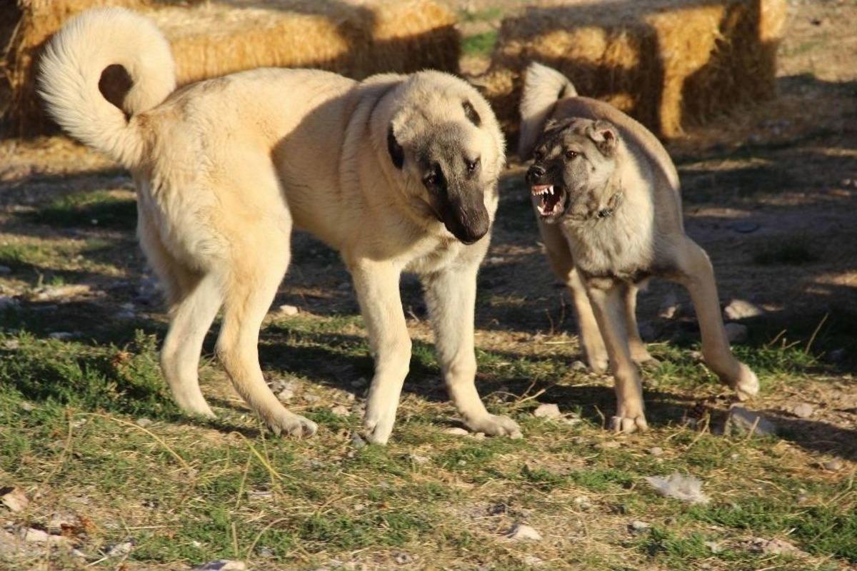 Kangal K&ouml;pekleri, Cumhurbaşkanlığı K&uuml;lliyesinin Korunmasına Talip