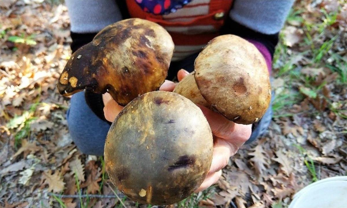 (&ouml;zel Haber) Bolet Mantarı K&ouml;yl&uuml;n&uuml;n Ge&ccedil;im Kaynağı Oldu