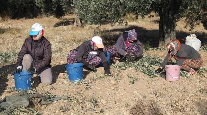 Burhaniye&rsquo;de Belediye Zeytin Hasadına Başladı
