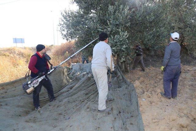 Burhaniye&rsquo;de Belediye Zeytin Hasadına Başladı 1