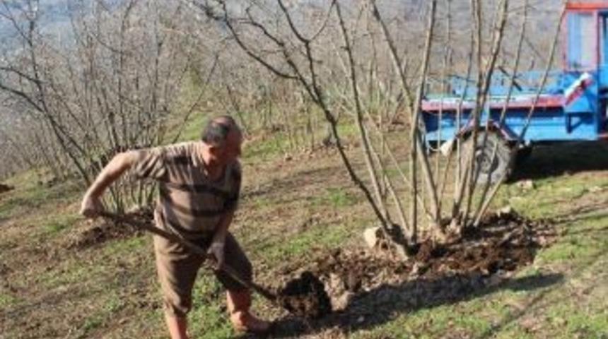Fındık Bah&ccedil;elerinde Bakım &Ccedil;alışmaları Başladı