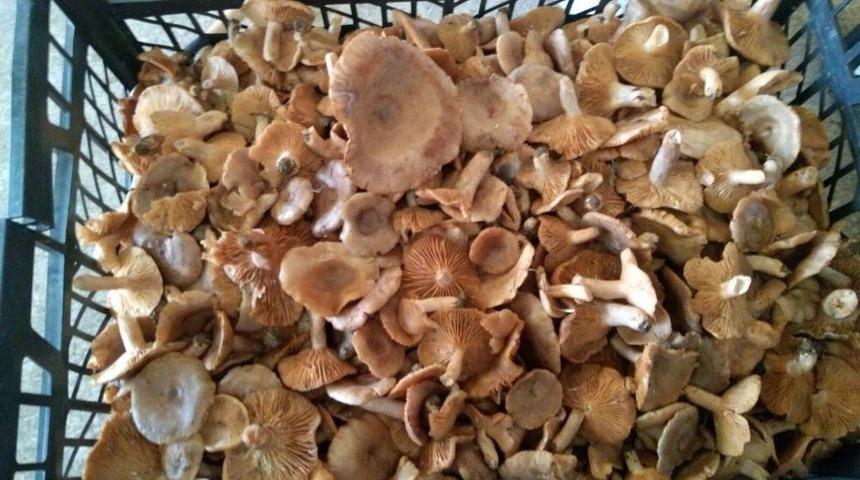 Ak&ccedil;akoca&rsquo;da Fındık Mantarı Bereketi