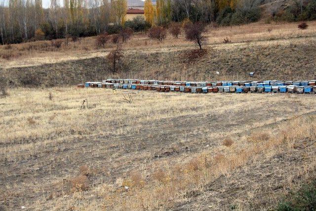 Divriği Balı Anzer Balına Rakip