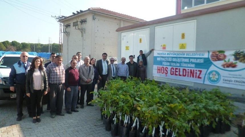 Manisa B&uuml;y&uuml;kşehir&rsquo;in Fidan Dağıtımları S&uuml;r&uuml;yor