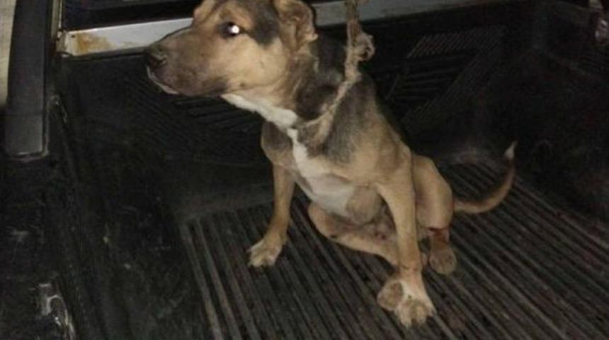 Menfezde Sıkışan K&ouml;peği Doktor Kurtardı