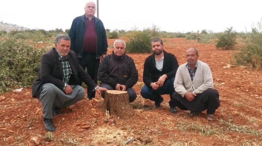 Arsasındaki 350 Zeytin Ağacını Kesti