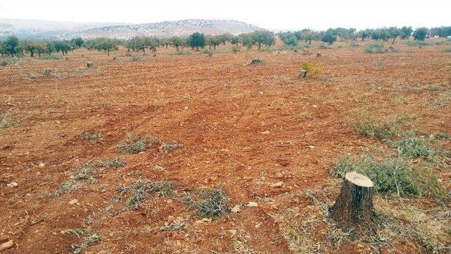Arsasındaki 350 Zeytin Ağacını Kesti 1