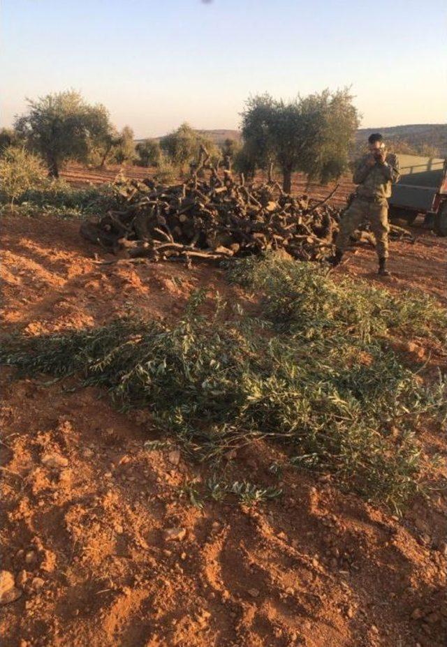 Arsasındaki 350 Zeytin Ağacını Kesti 2