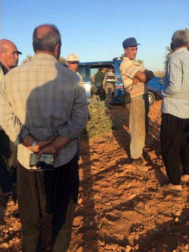 Arsasındaki 350 Zeytin Ağacını Kesti 3