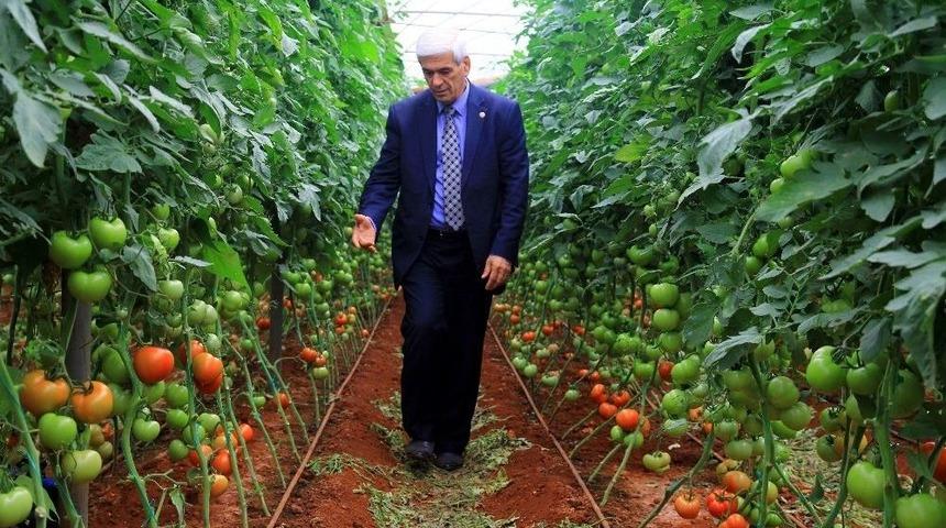 Antalya&rsquo;da 250 Bin D&ouml;n&uuml;ml&uuml;k Seradan 170 Bin Kişi Ge&ccedil;imini Sağlıyor