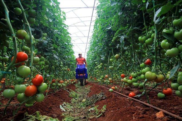 Antalya’da 250 Bin Dönümlük Seradan 170 Bin Kişi Geçimini Sağlıyor