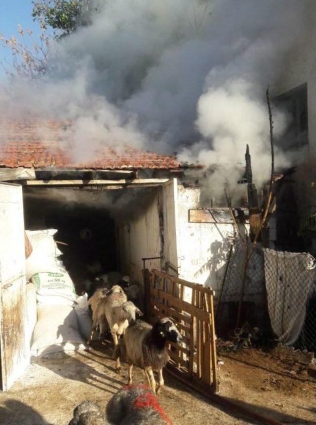 Yanan Ahırdaki Koyunları İtfaiye Kurtardı