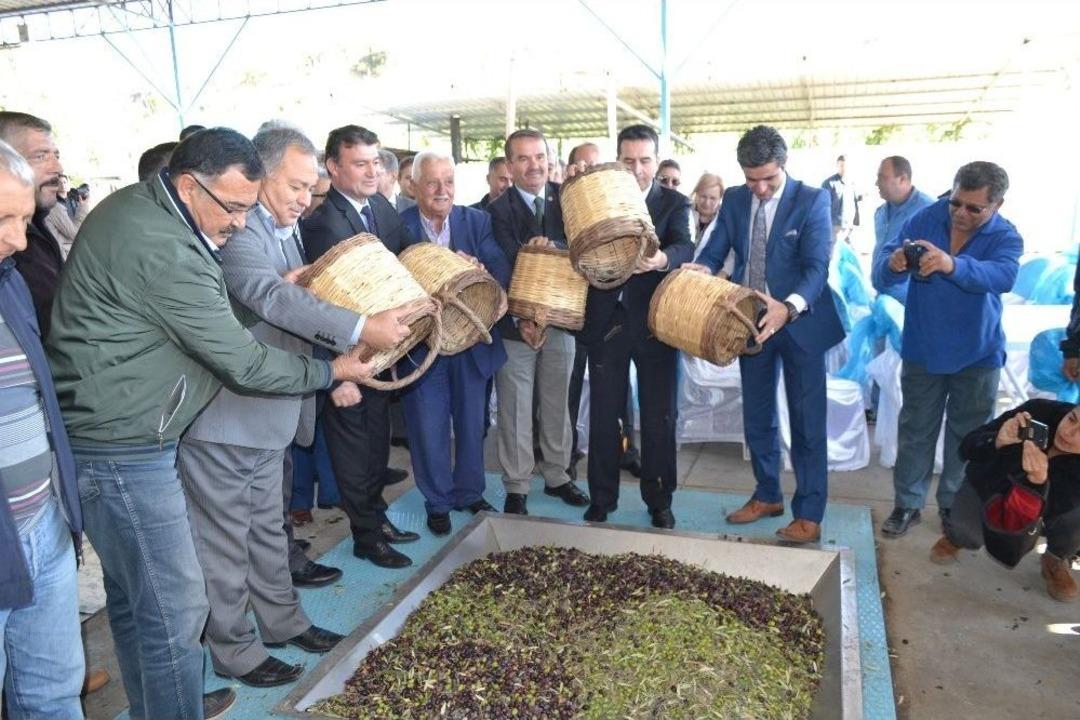 Aydın&rsquo;da Zeytin Ve Zeytinyağı Hasat Sezonu Başladı