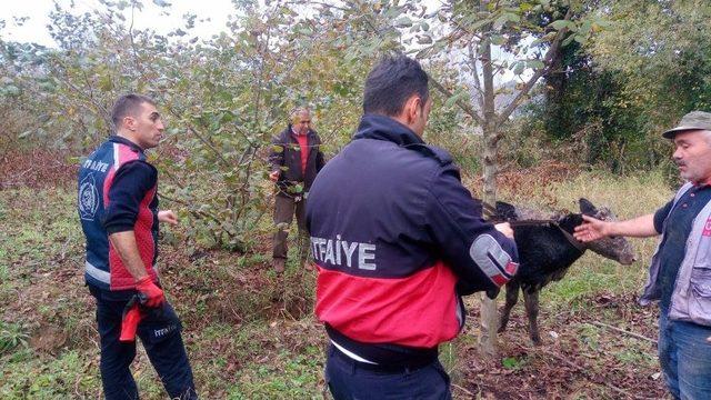 Fosseptik Çukuruna İneğe Kurtarma Operasyonu