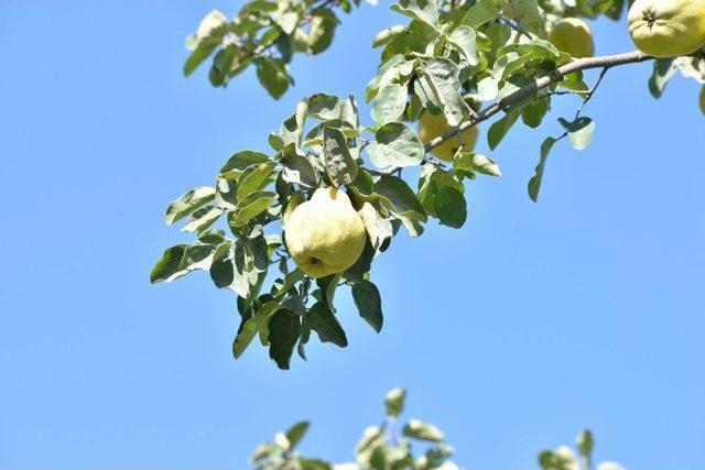 Kahramanmaraş’ta Ayva Hasadı Başladı