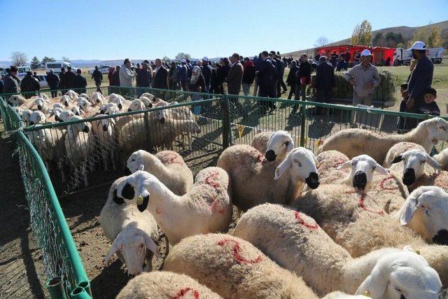 Gen&ccedil; &Ccedil;ift&ccedil;ilere Damızlık Hayvan Dağıtımı Yapıldı 1