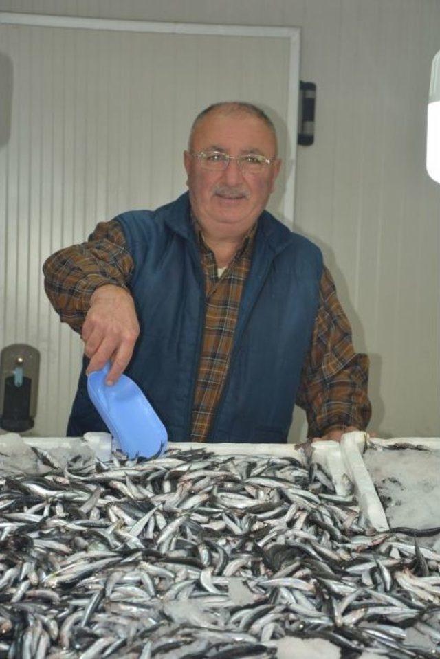 Karadeniz’de Hamsi Bereketi