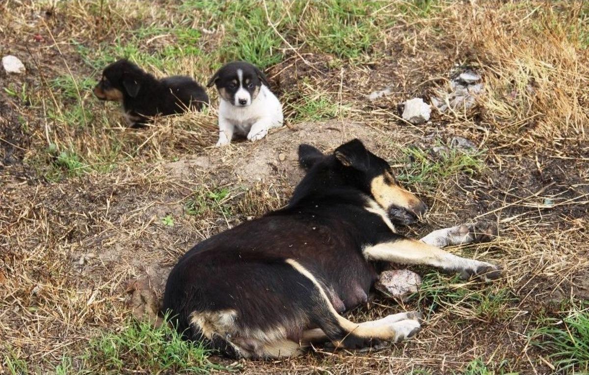 4 K&ouml;pek Zehirli Tavuk Etleriyle Katledildi