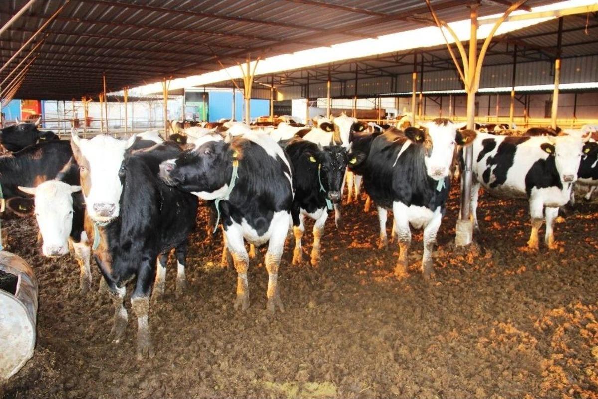 (&ouml;zel Haber) Y&uuml;ksek Fiyatların Nedeni &rsquo;girdi Maliyeti&rsquo;