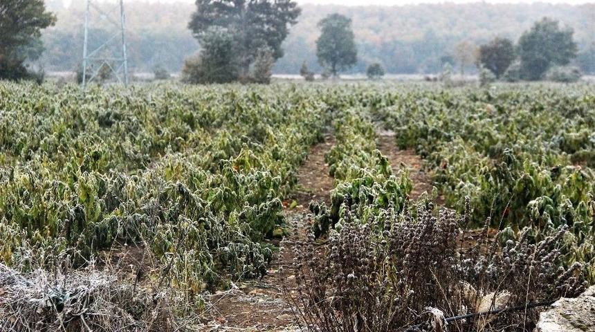 Kırağı Tarım Arazilerinde Etkili Oldu