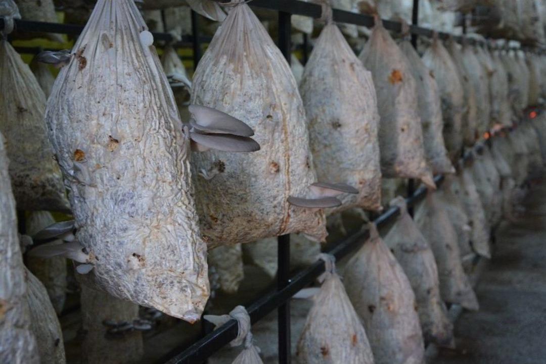 (&ouml;zel Haber) Bu Mantar Toprakta &Uuml;retilmiyor