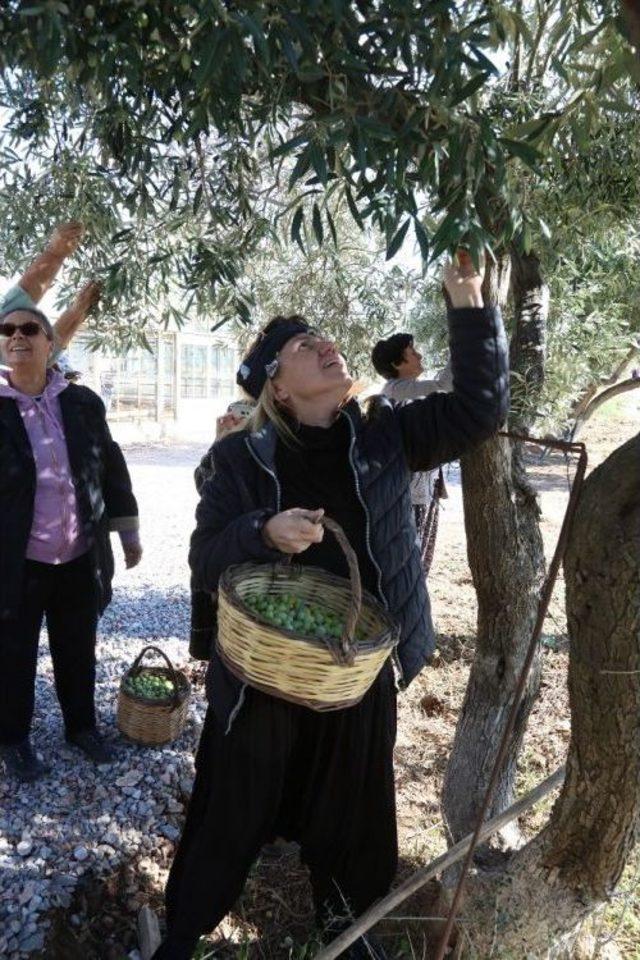 Urla’da Neşeli Zeytin Hasadı