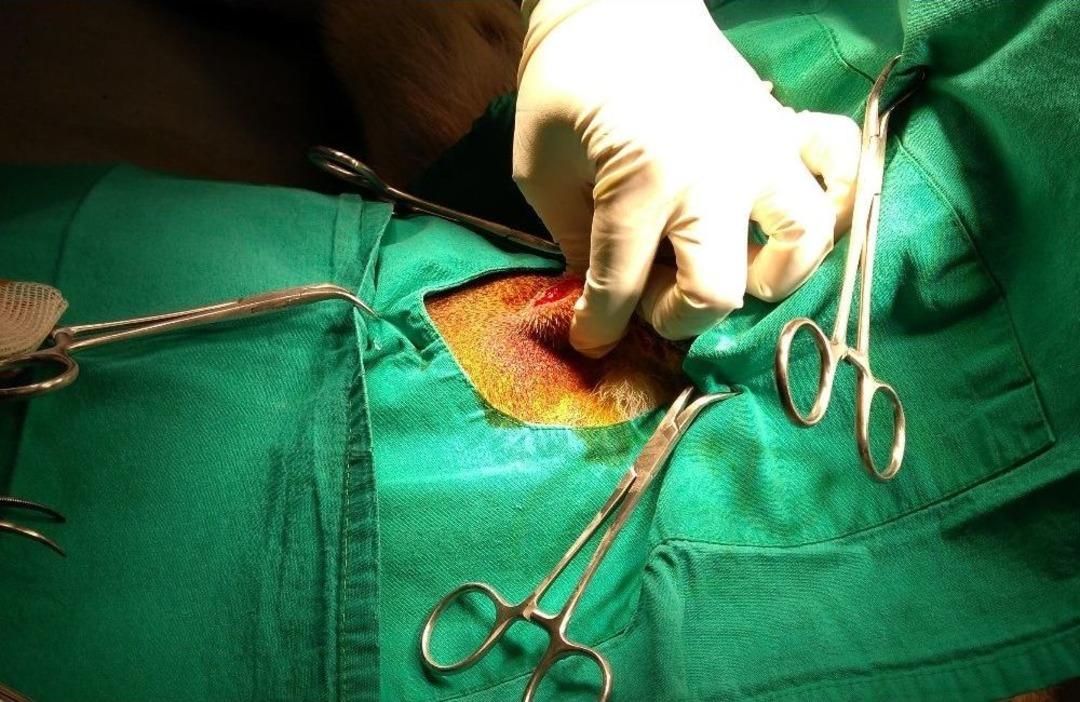 Avcılar Tarafından Vurulan Kangal K&ouml;peği Ameliyat Edildi