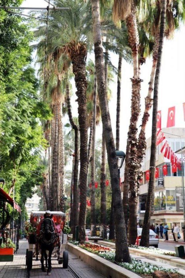 Antalya’da Eğilmiş Hurma Ağaçları Tedirgin Ediyor