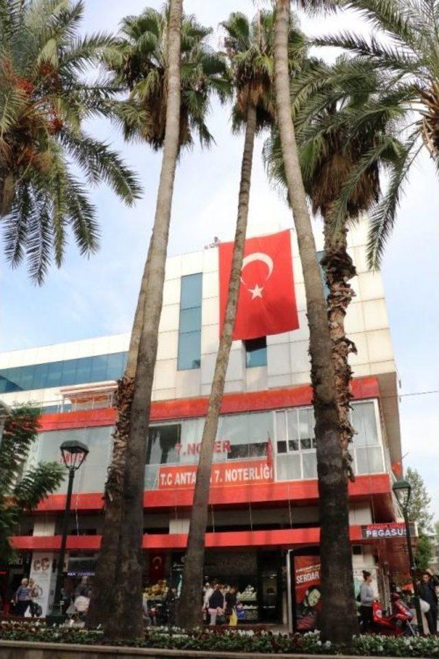 Antalya’da Eğilmiş Hurma Ağaçları Tedirgin Ediyor 3