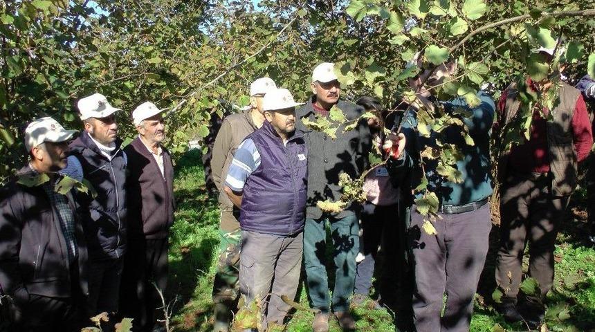 Yarıcı Fındık &Uuml;reticisine Tarlada Uygulamalı Eğitim