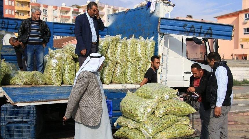 Yeşil Zeytin Tezgahlardaki Yerini Aldı