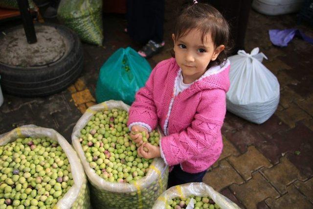 Yeşil Zeytin Tezgahlardaki Yerini Aldı