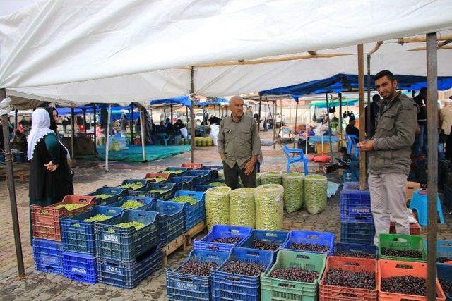 Yeşil Zeytin Tezgahlardaki Yerini Aldı