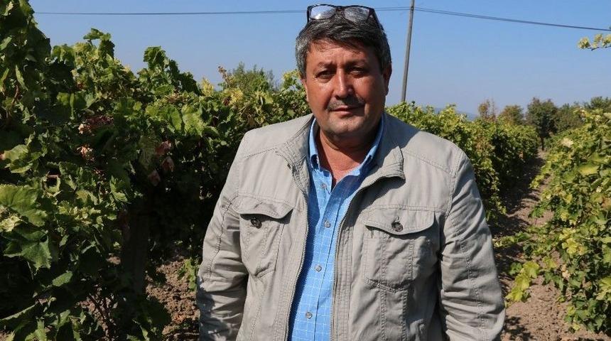 Zeytinde Rekolte D&uuml;ş&uuml;k Ancak &Uuml;reticiler Fiyatlardan Umutlu