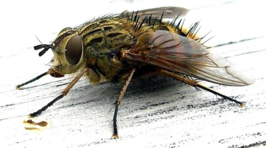 &Uuml;zerine Sinek Konan Yiyecekler Mundar Olur Mu?