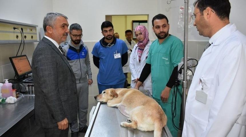 Om&uuml; Hayvan Hastanesi 7/24 Acil Hizmete Başladı