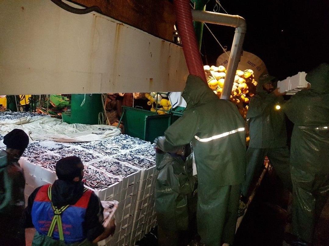 Karadeniz&rsquo;de Hamsi Bereketi Yaşandı