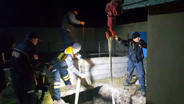 Foseptik Çukuruna Düşen Boğa Kurtarıldı