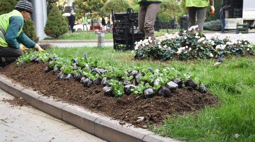 Mevsimlik &Ccedil;i&ccedil;ek Dikimi Başladı