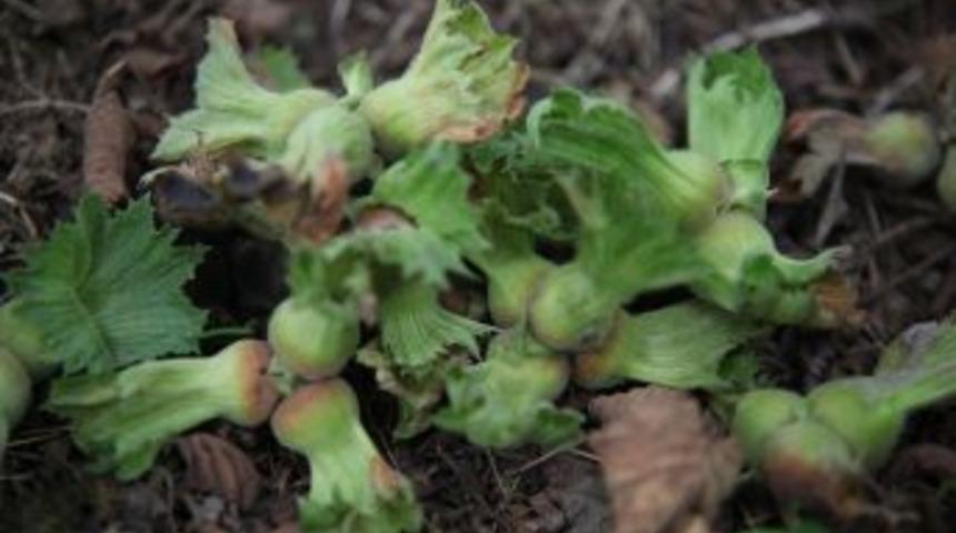 Fındıkta Fiyat Gelişmesi Yok: 9.50 Tl