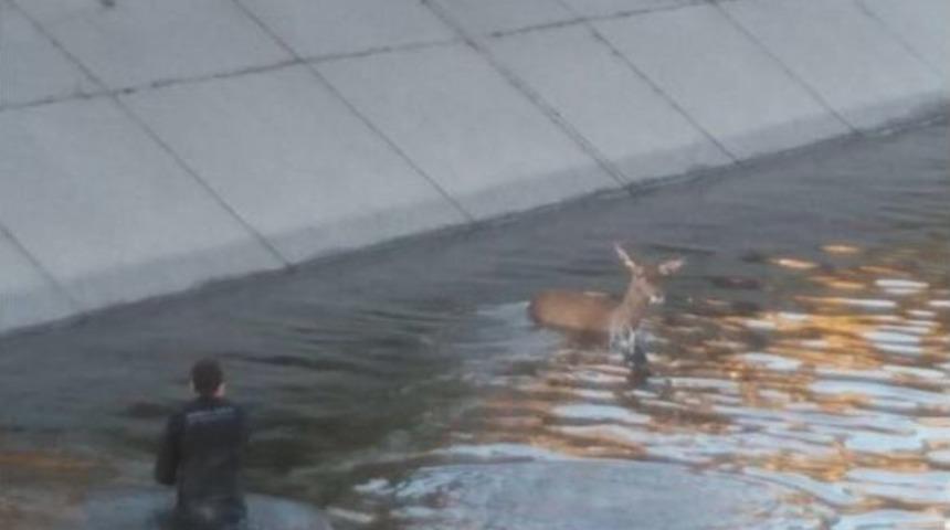 Anne Geyik Ve Yavrusu Kurtarıldı