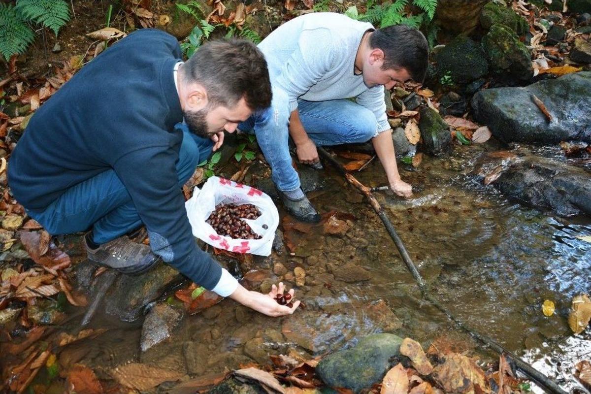 Kestaneler Ağa&ccedil;tan Değil Sudan Toplanıyor