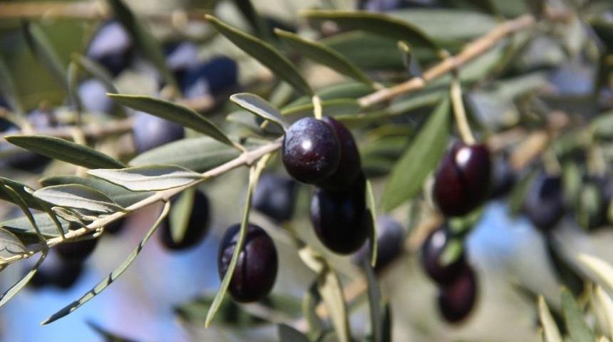 Zeytinyağı Alırken Fiyatına Dikkat Edin