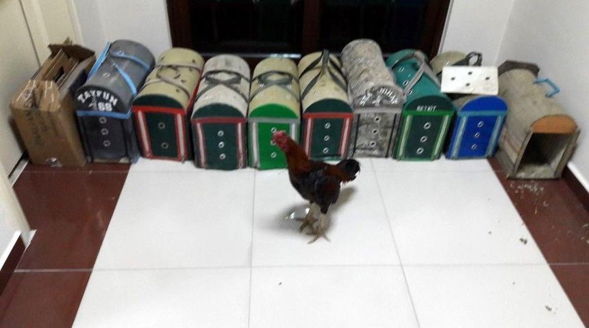 Kuşadası&rsquo;nda Horoz D&ouml;v&uuml;ş&uuml; Baskını